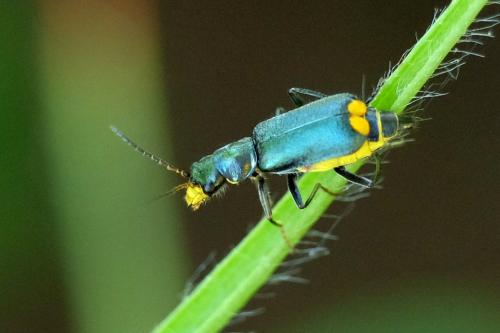 Réf. 303 865 : Clanoptilus elegans
